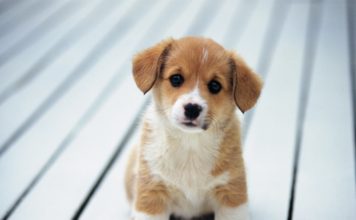 cool stories facts about dogs