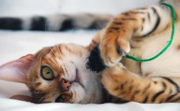 DIY Toy Kitten