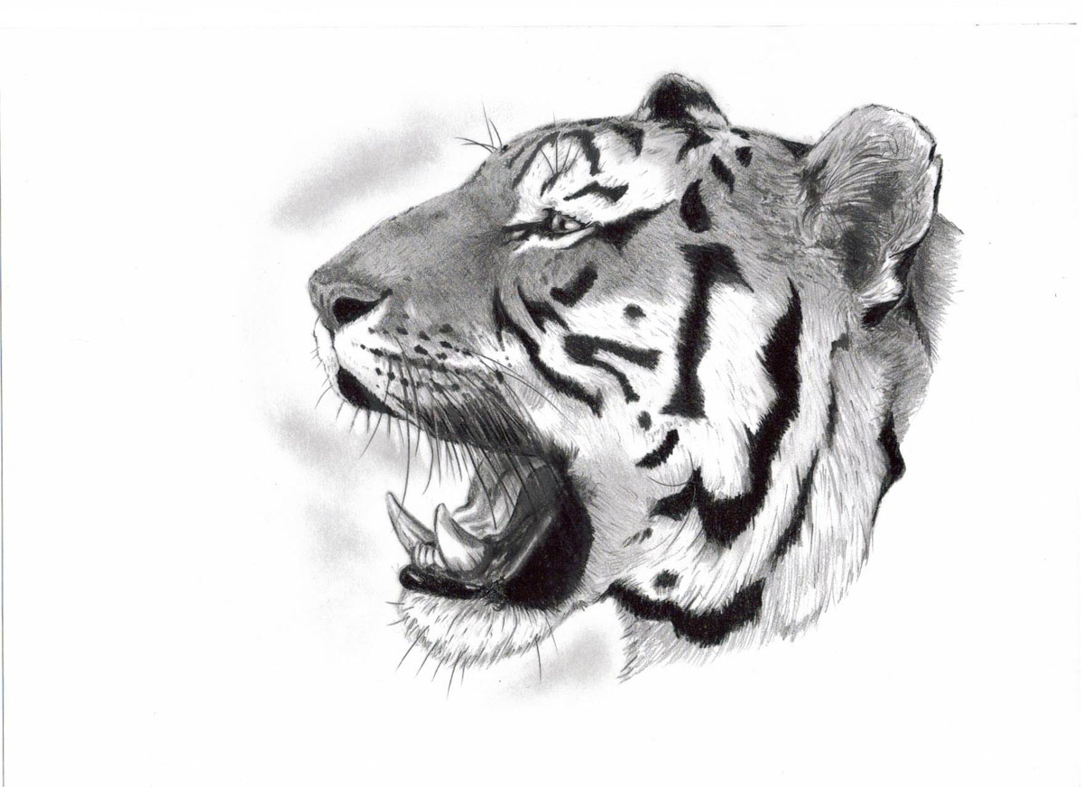 Schița de zâmbet tigru pe umăr