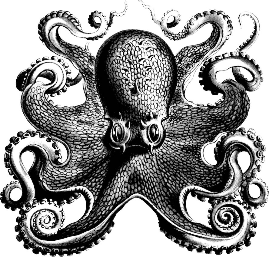 Hình xăm bạch tuộc: 100 ý tưởng hàng đầu cho hình ảnh, giá trị, bản phác thảo 60